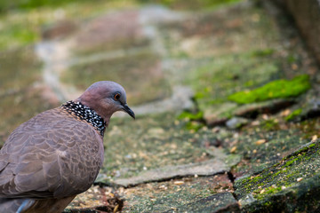 The spotted dove (Spilopelia chinensis) searching food in a zoo, a small and somewhat longtailed...