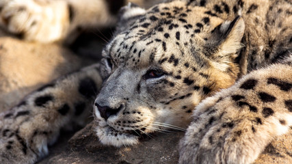 close up portrait of a sleepy snow leopard
