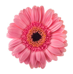 Pink Gerbera flower - obrazy, fototapety, plakaty