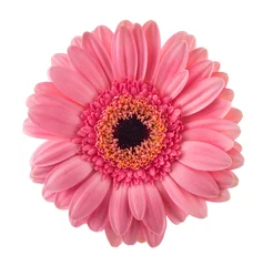 Wandcirkels aluminium Pink Gerbera flower © Scisetti Alfio