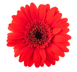 Red Gerbera flower head