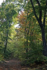 Fototapeta na wymiar Autumn forest on Shumen plateau (Bulgaria)