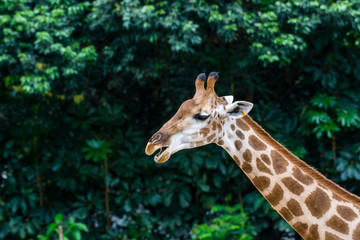 Portrait of an African giraffe ( Giraffa camelopardalis),  an African even-toed ungulate mammal, the tallest living terrestrial animal and the largest ruminant