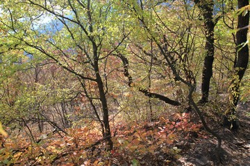 Fototapeta premium Autumn forest on Shumen plateau (Bulgaria)