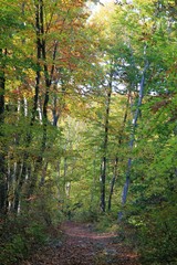 Obraz premium Autumn forest on Shumen plateau (Bulgaria)