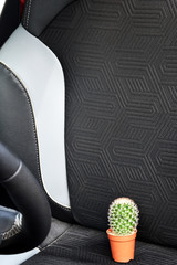 A small green cactus is sitting on a car seat.