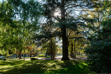 arbres du jardin Lecoq 6