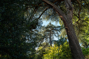 arbres du jardin Lecoq 5