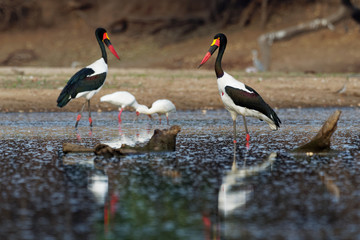Saddle-billed Stork - Ephippiorhynchus senegalensis  or saddlebill is a wading bird in the stork family, Ciconiidae. Black and white back and red and yellow head