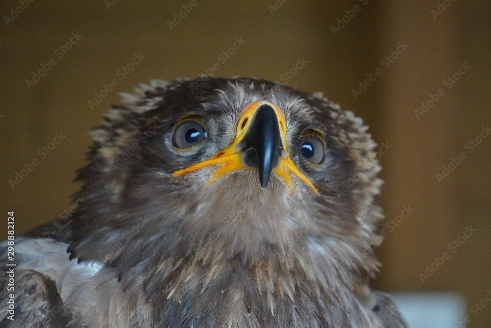 Poster Steppe eagle