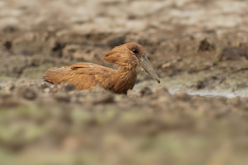 Hamerkop - Scopus umbretta  medium-sized brown wading bird. It is the only living species in the genus Scopus and the family Scopidae