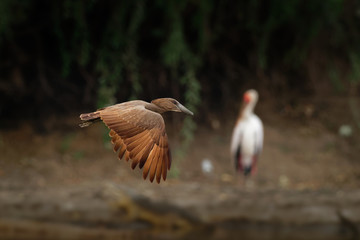 Hamerkop - Scopus umbretta  medium-sized brown wading bird. It is the only living species in the...