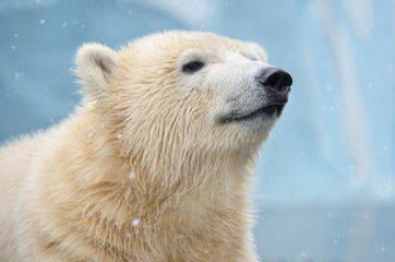 polar bear