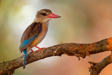 Brown-hooded Kingfisher - Halcyon albiventris red billed bird with brouwn and blue back from Sub-Saharan Africa, living in woodland, scrubland, forest edges