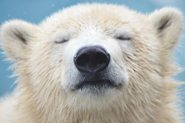 portret van een ijsbeer