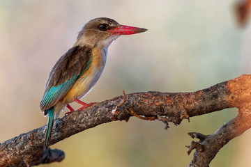 Brown-hooded Kingfisher - Halcyon albiventris red billed bird with brouwn and blue back from Sub-Saharan Africa, living in woodland, scrubland, forest edges