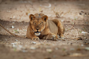 Lion - Panthera leo king of the animals. Lioness resting in the National Park Mana Pools in Zimbabwe after the succesfull hunting