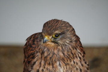 Kestrel