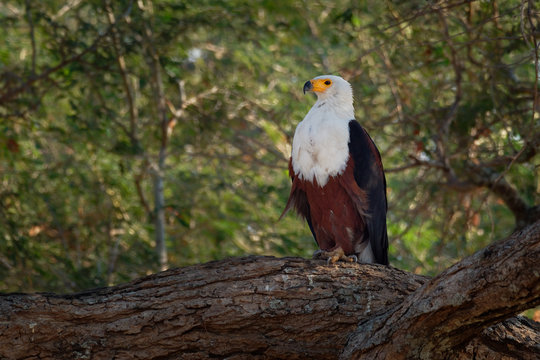African Fish-eagle - Haliaeetus vocifer  large species of white and brown eagle found throughout sub-Saharan Africa, national bird of Namibia, Zimbabwe, Zambia, and South Sudan