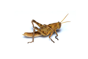 Image of Brown grasshopper, insect ,On a branch, Isolated on the white backgroun