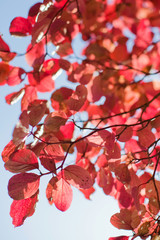 beautiful tree with red leaves in autumn park