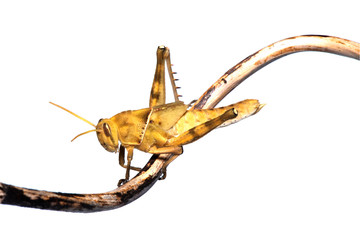Image of Brown grasshopper, insect ,On a branch, Isolated on the white backgroun
