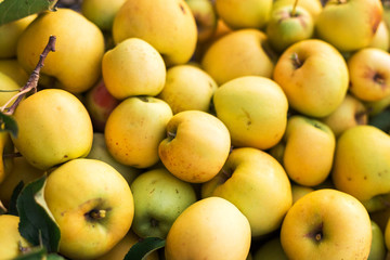 Fresh juicy green golden apples, natural background. Close Up of apples in box. Harvest, vitamins, fruits, crop . Organic gardening. Long-term storage of apples. Organic apples for food or juice