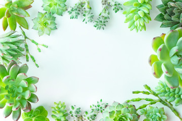 Mix types of colorful succulent plants square frame arrangement, white background