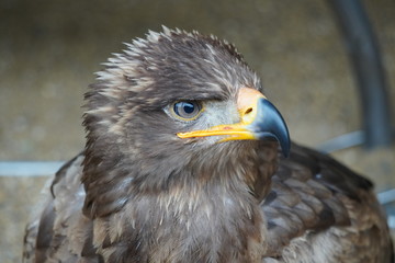 Steppe eagle