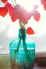 bouquet of physalis in blue glass vase