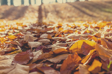 fallen leaves on the ground in the park in autumn for background or texture use. Natural autumn background.