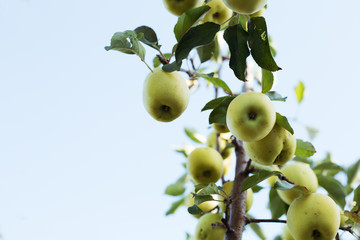 Beautiful tasty green apples on branch of apple tree in orchard against the sky. Autumn harvest in the garden outside. Village, rustic style. Copy space.