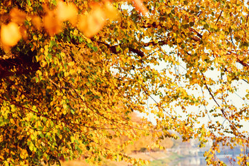Autumn leaves sky background. Sunny autumn weather. Autumn trees leaves in sunny day