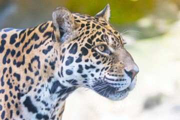 Portrait of the American jaguar looking ahead closeup outdoors. Horizontally. 