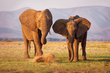 Fototapeta na wymiar African Bush Elephant - Loxodonta africana pair two elephants on the Zambezi riverside, Mana Pools in Zimbabwe near Zambia mountains