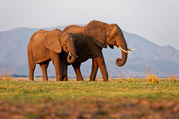 Fototapeta na wymiar African Bush Elephant - Loxodonta africana pair two elephants on the Zambezi riverside, Mana Pools in Zimbabwe near Zambia mountains