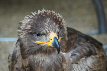 Steppe eagle