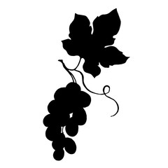 Vector Grape berry healthy food. Black and white engraved ink art. Isolated grapes illustration element.