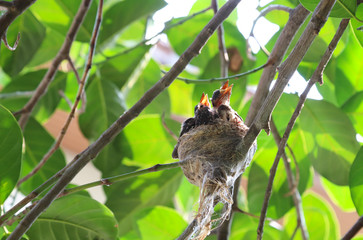 Closeup of twins baby fantail birds in the nest on tree branch under green leaves in sunny day. 