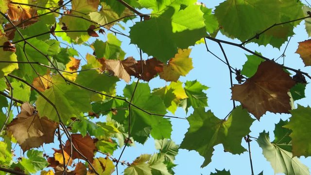 Autumn yellow and green leaves of a sycamore swaying in a light wind against a background of a blue sky