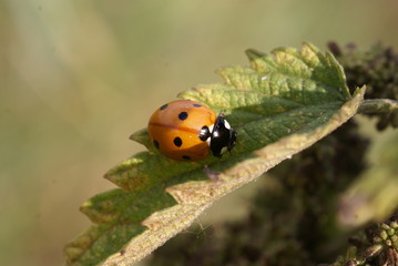 ladybug on a nettle leaf