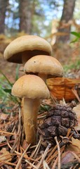 Silvetre mushroom in full nature in the sunlight