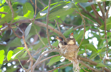 Closeup of young twins  fantail birds in the nest on tree branch under green leaves in sunny day. 