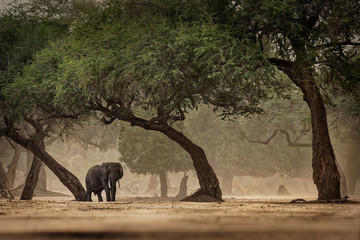 African Bush Elephant - Loxodonta africana in Mana Pools National Park in Zimbabwe, standing in the...