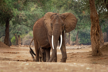 Fototapeta na wymiar African Bush Elephant - Loxodonta africana in Mana Pools National Park in Zimbabwe, standing in the green forest and eating or looking for leaves
