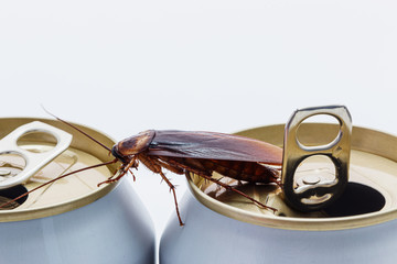 Cockroaches forage on white beverage cans.