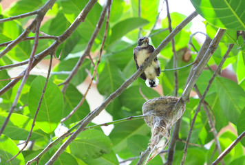 Closeup of a young  fantail bird beside the nest on tree branch under green leaves in sunny day. 