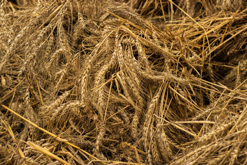Ripe wheat ears, backdrop background. Dry barley rye wheat straw, dried spike, hay agricultural