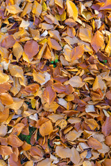 fallen leaves on the ground in the park in autumn for background or texture use. Natural fall concept, autumn pattern background.