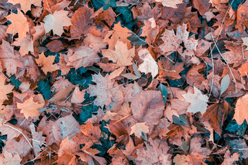 fallen leaves on the ground in the park in autumn for background or texture use. Natural fall concept, autumn pattern background.